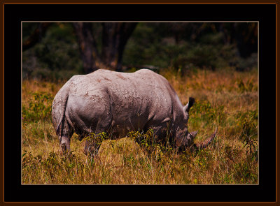 111=IMG_0226=White-Rhinoceros.jpg