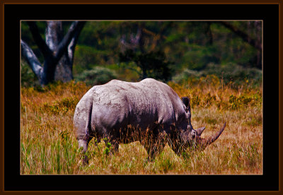 113=IMG_0243=White-Rhinoceros.jpg