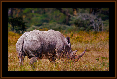 114=IMG_0246=White-Rhinoceros.jpg