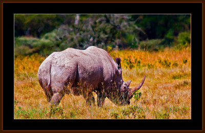 116=IMG_0252=White-Rhinoceros.jpg