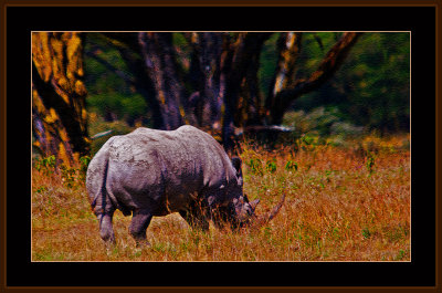 121=IMG_0269=White-Rhinoceros.jpg