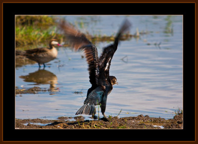 123=IMG_0283=Whitebreasted-Cormorant-taking-off.jpg