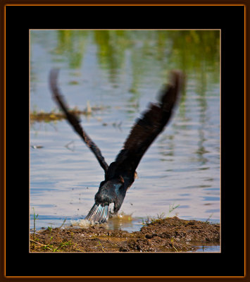 124=IMG_0284=Whitebreasted-Cormorant-taking-off.jpg