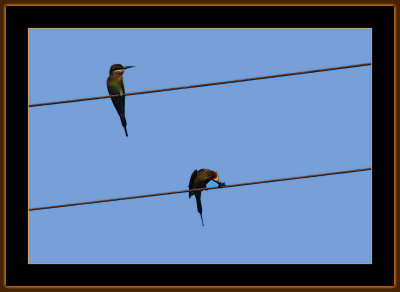 274=Chestnut-headed-Bee-eaters-V5.jpg