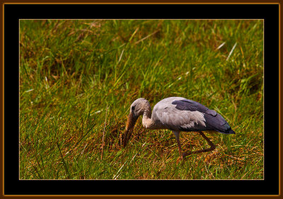 285=IMG_6049=Openbill-Stork.jpg