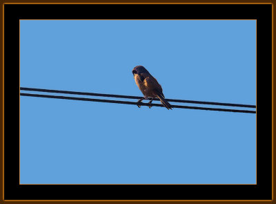 291=IMG_6080=Bird-on-a-Wire-1.jpg