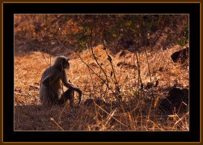 28=IMG_6063=Hanuman-Langur-in-profile-in-South-Goa.jpg