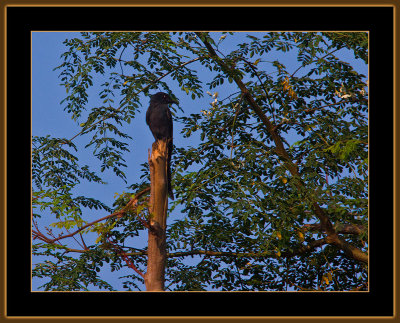 298=IMG_6154=Black-Drongo.jpg