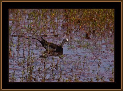 320=IMG_6283=Pheasant-tailed-Jacana.jpg