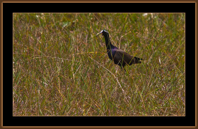 332=IMG_6479=Bronzewinged-Jacana.jpg