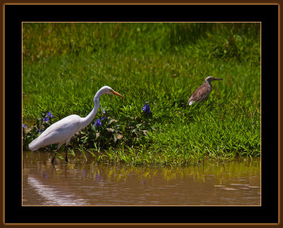 335=IMG_6534=Great-Egret-and-Pond-Heron.jpg