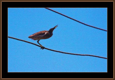337=IMG_6562=Pod-Heron-on-a-Wire-in-canvas.jpg