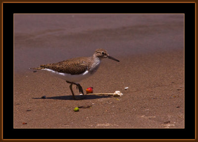 351=IMG_6614=Common-Sandpiper.jpg