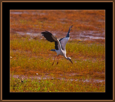 362=IMG_6665=Openbill-Stork-in-for-landing.jpg