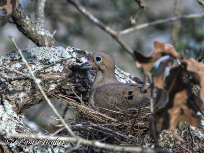 Dove on Her Nest