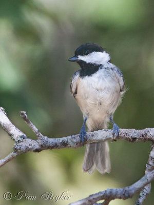 Young Chickadee