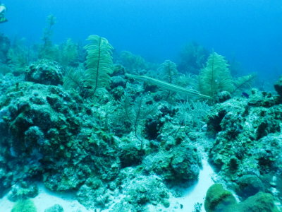Trombeta