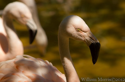 Pink Flamingo 9704.jpg