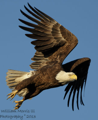 Bald Eagle AW2V1153