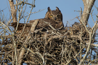 Great Horned Owl AW2V1543