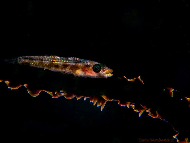 Whip Coral Goby