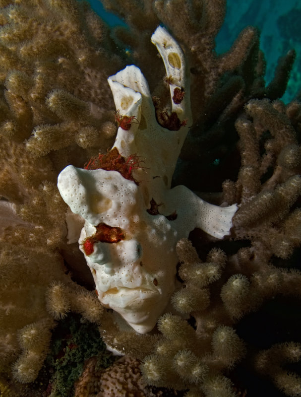 Frogfish