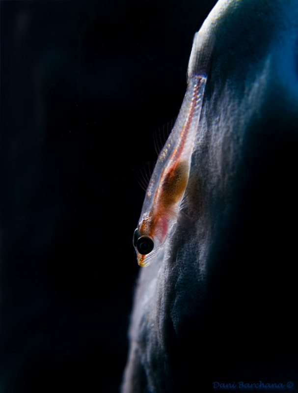  Toothy (Host) Goby  - Pleurosicya mossambica