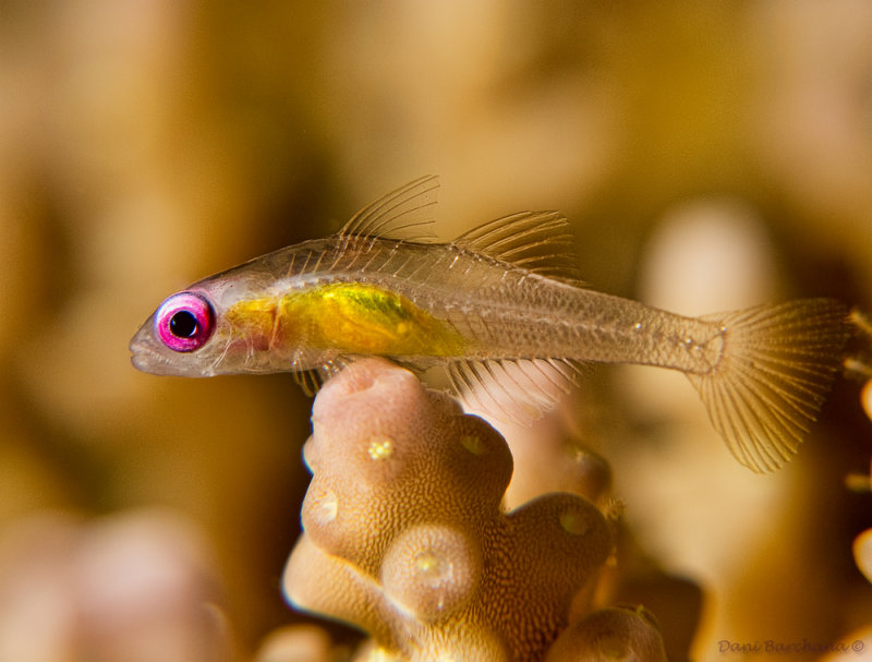 Redeye goby (Bryaninops natans)