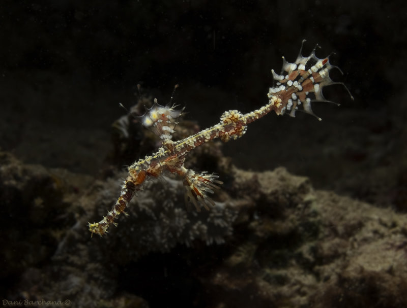 Harlequin (ornate) ghost pipefish - Solenostomus paradoxus