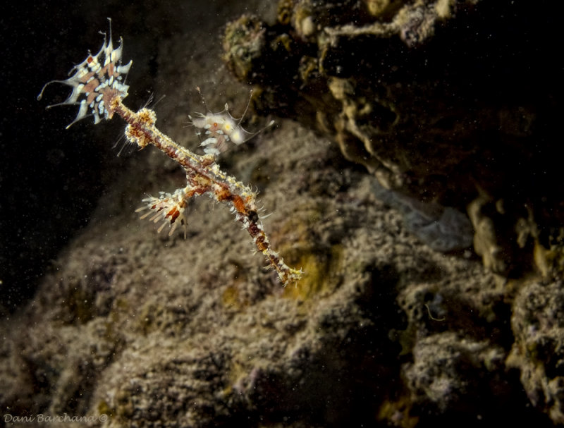 Harlequin (ornate) ghost pipefish - Solenostomus paradoxus