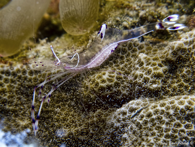 Partner Shrimp with eggs