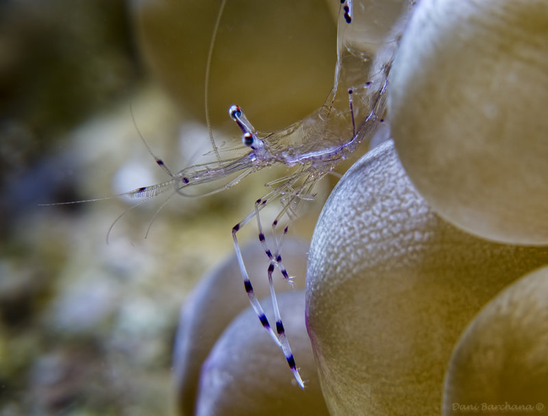 Partner Shrimp