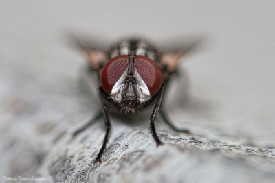 Flesh Fly (Sarcophaga Spp.)