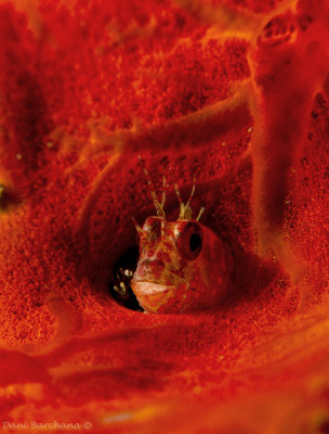 Fringed Blenny (Mimoblennius cirrosus) on a red sponge