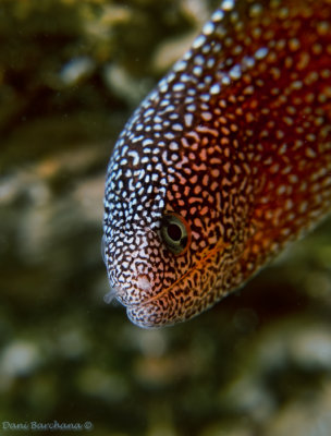 White spotted moray