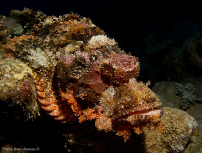 Bearded scorpionfish
