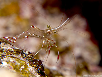 Partner shrimp