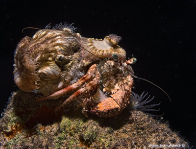 Anemone carrier hermit crab