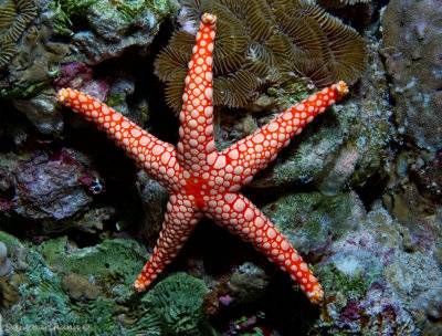 Red Tile or Necklace Starfish - Fromia monilis 