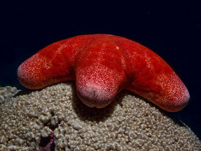 Granulated Seastar (Choriaster granulatus)