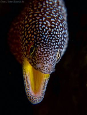 Yellow Mouthed Moray Eel