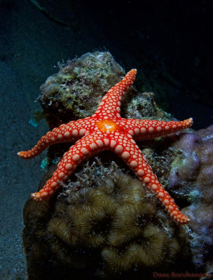 Red Tile or Necklace Starfish - Fromia monilis 