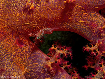 Dancer shrimp on a Soft Coral