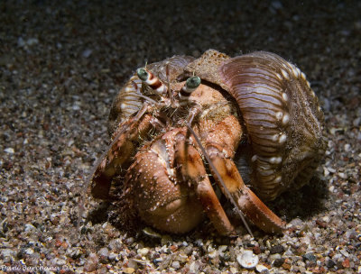 Anemone carrier hermit crab