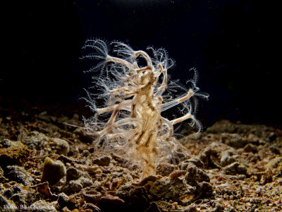 Cavernularia obesa, Obese Sea pen
