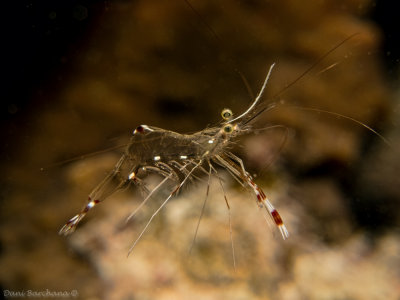  Partner shrimp