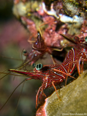 Dancer shrimp
