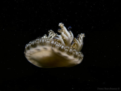 Cassiopea andromeda - Upside down Jellyfish