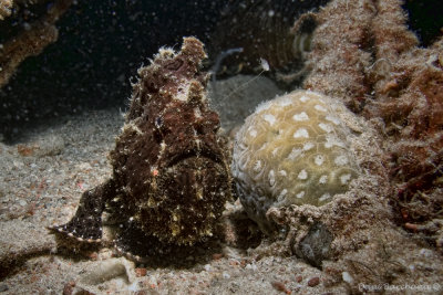 Commerson's frogfish (Antennarius commerson )