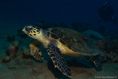 Hawksbill sea turtle, Eretmochelys imbricata